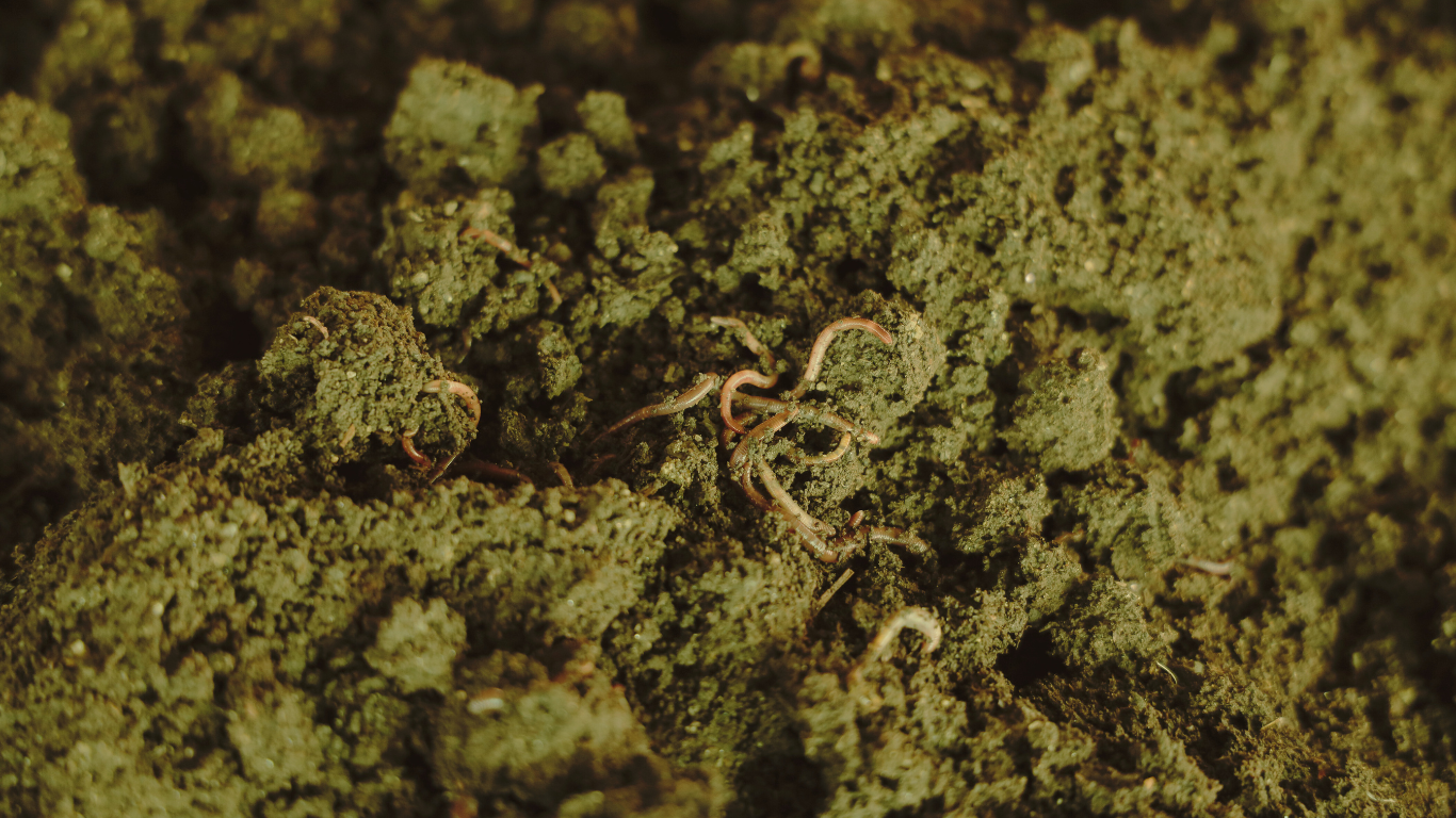Specialized composting earthworms