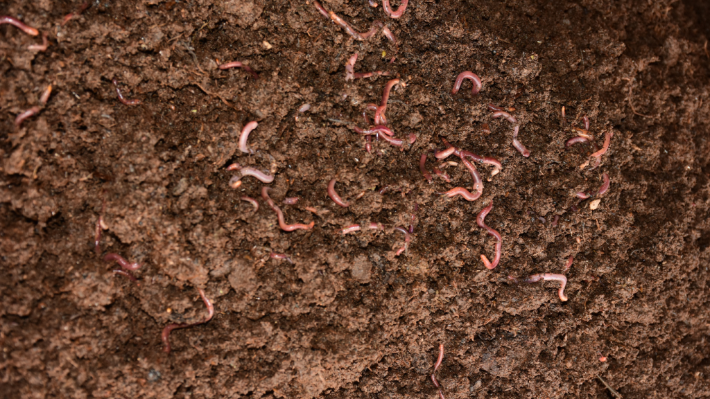 Best compost